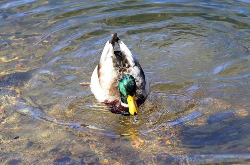 Kar manzaralı Uzungöl, tatilcilerin ilgisini çekti