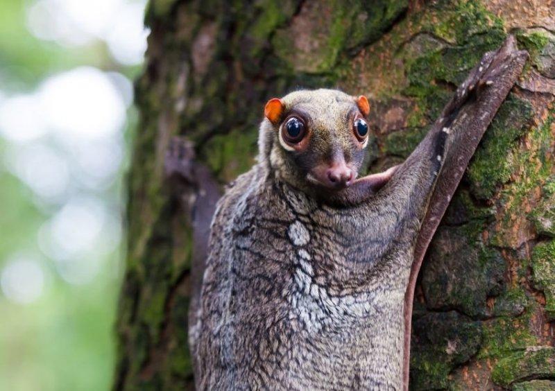 Doğada az bilinen canlılar