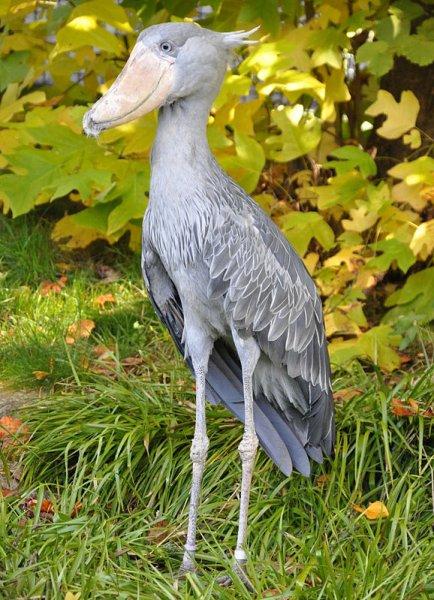 Doğada az bilinen canlılar