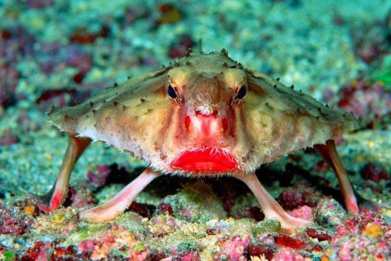 Doğada az bilinen canlılar