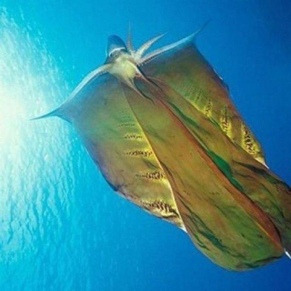 Doğada az bilinen canlılar