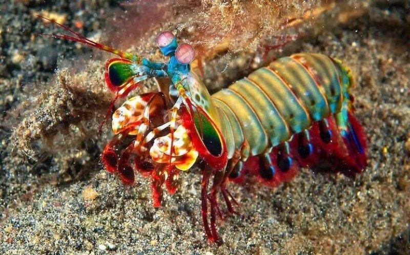 Doğada az bilinen canlılar