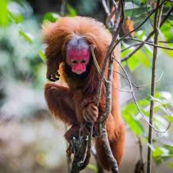 Doğada az bilinen canlılar