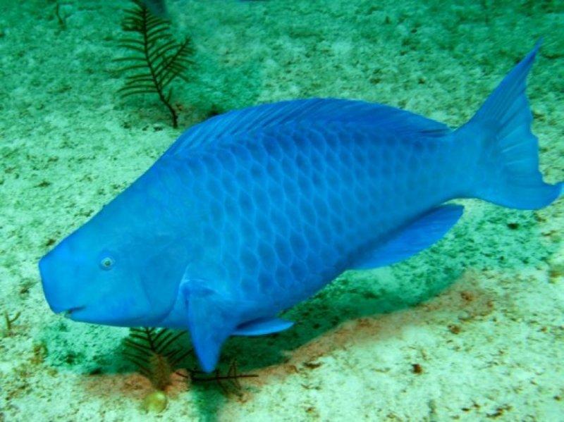 Doğada az bilinen canlılar