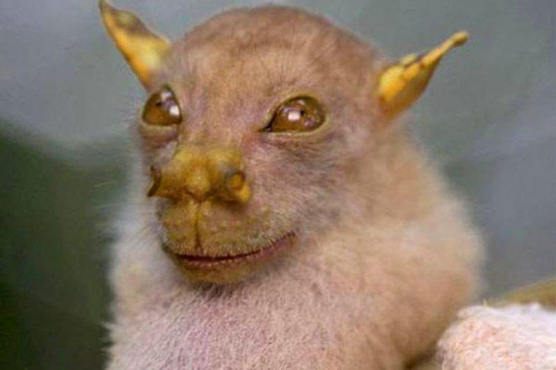 Dünyanın en ilginç görünümlü canlıları