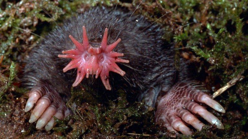 Dünyanın en ilginç görünümlü canlıları