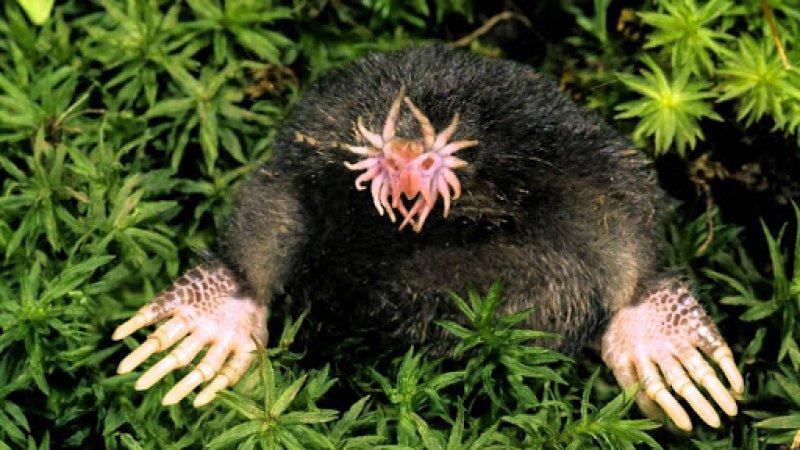 Dünyanın en ilginç görünümlü canlıları