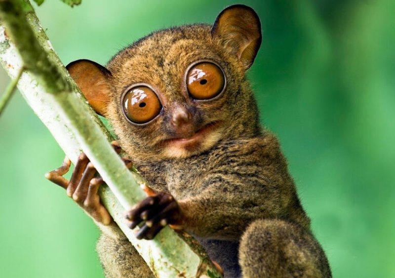 Dünyanın en ilginç görünümlü canlıları