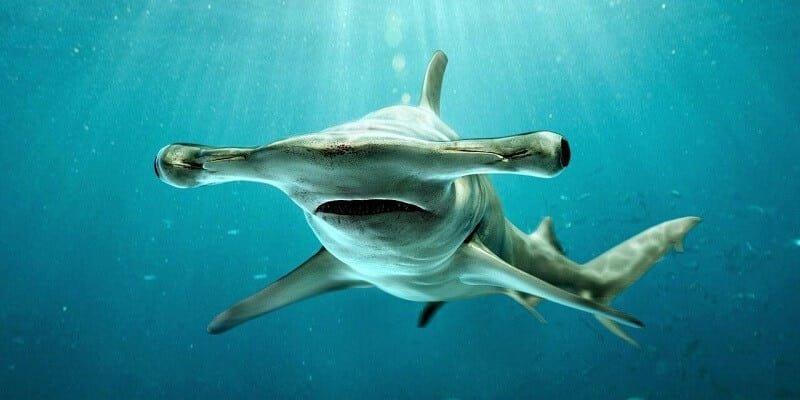 Dünyanın en ilginç görünümlü canlıları