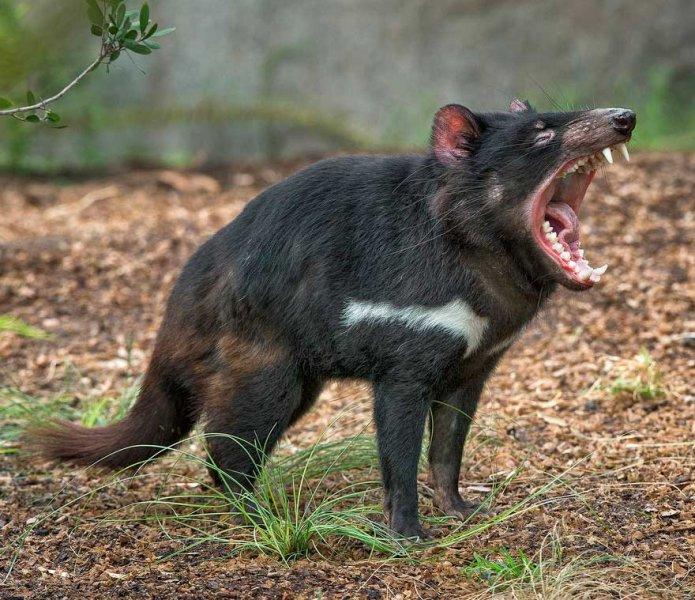 Dünyanın en ilginç görünümlü canlıları