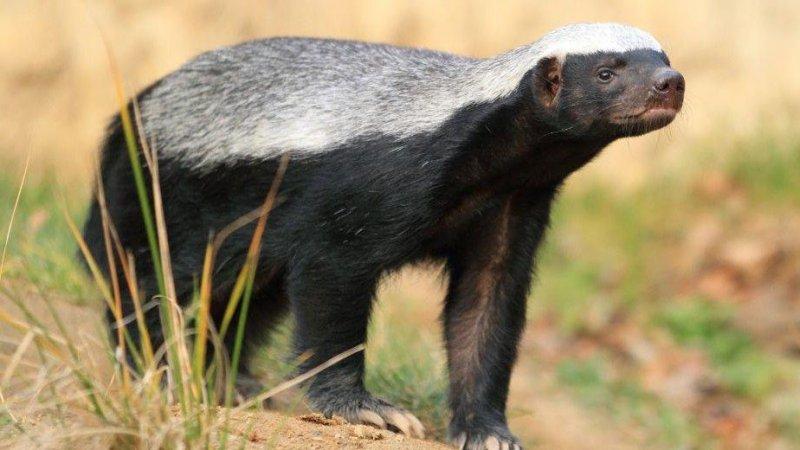 Dünyanın en ilginç görünümlü canlıları