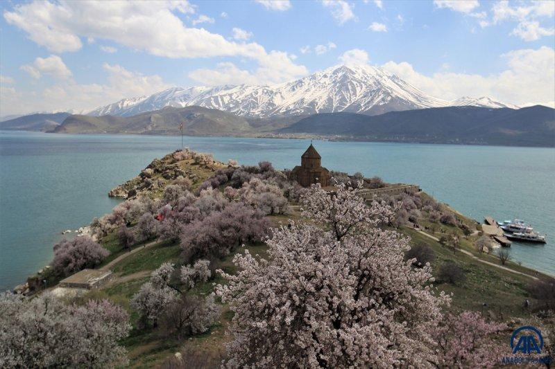 Akdamar adası, çiçek açan badem ağaçlarıyla güzelleşti