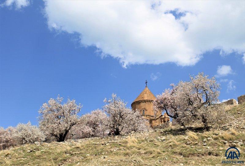 Akdamar adası, çiçek açan badem ağaçlarıyla güzelleşti