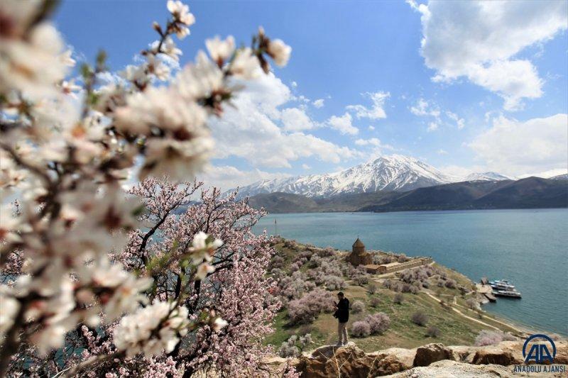 Akdamar adası, çiçek açan badem ağaçlarıyla güzelleşti