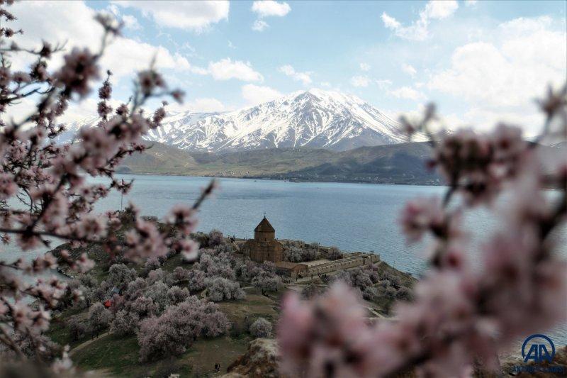Akdamar adası, çiçek açan badem ağaçlarıyla güzelleşti