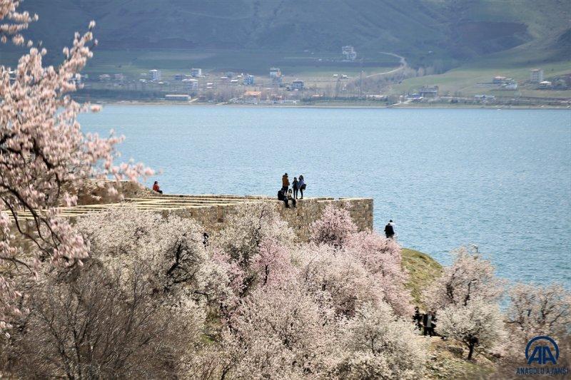 Akdamar adası, çiçek açan badem ağaçlarıyla güzelleşti