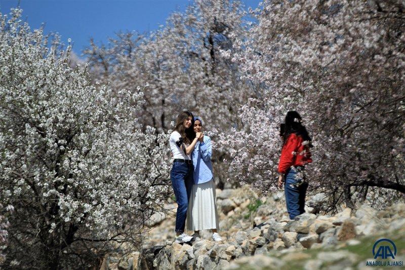 Akdamar adası, çiçek açan badem ağaçlarıyla güzelleşti