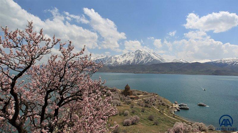 Akdamar adası, çiçek açan badem ağaçlarıyla güzelleşti