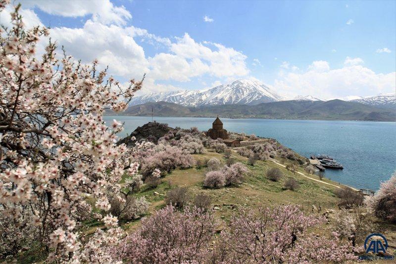Akdamar adası, çiçek açan badem ağaçlarıyla güzelleşti
