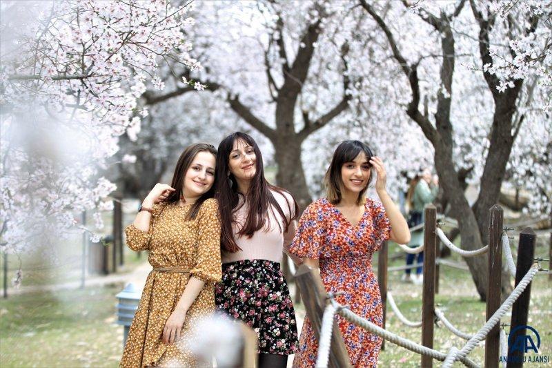 Akdamar adası, çiçek açan badem ağaçlarıyla güzelleşti