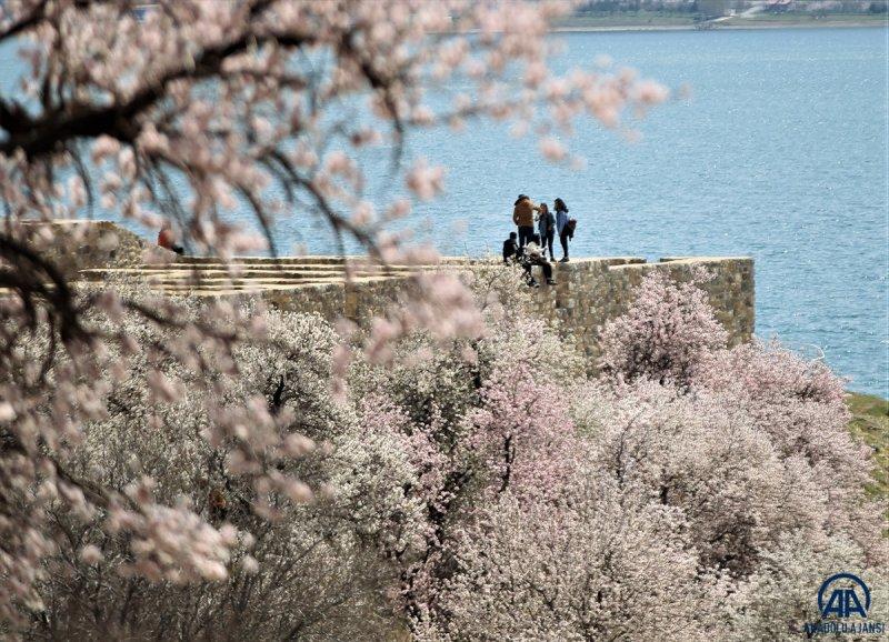 Akdamar adası, çiçek açan badem ağaçlarıyla güzelleşti