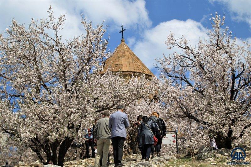 Akdamar adası, çiçek açan badem ağaçlarıyla güzelleşti