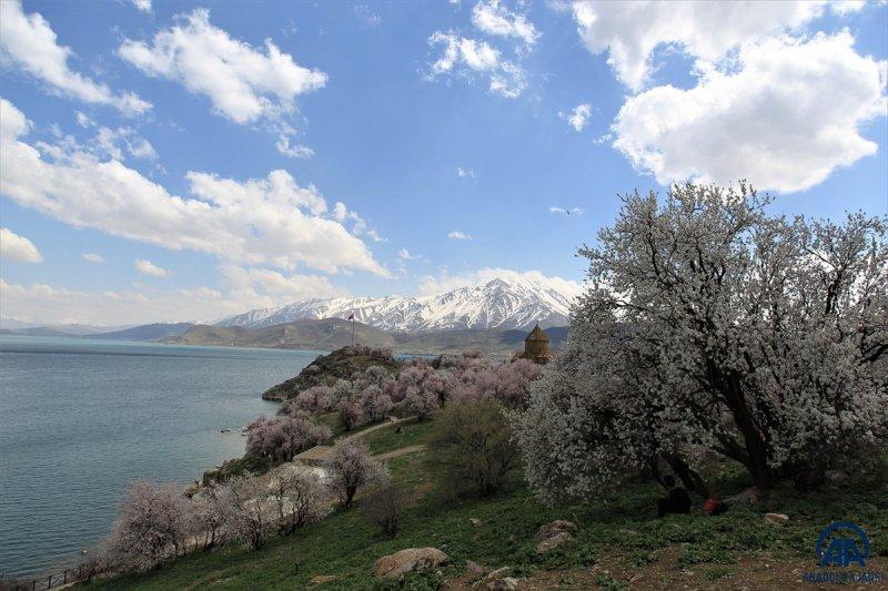 Akdamar adası, çiçek açan badem ağaçlarıyla güzelleşti