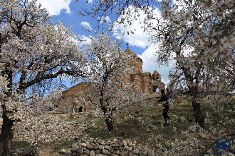 Akdamar adası, çiçek açan badem ağaçlarıyla güzelleşti