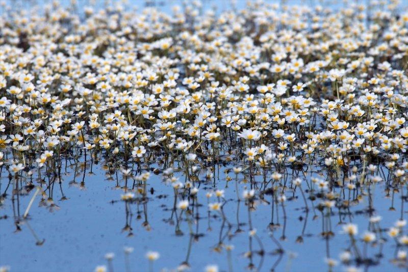Kızılırmak Deltası'nda suda açan zehirli çiçekler 