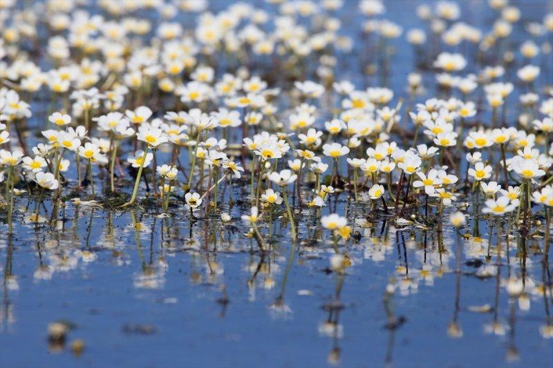 Kızılırmak Deltası'nda suda açan zehirli çiçekler 