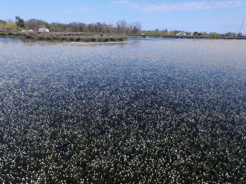 Kızılırmak Deltası'nda suda açan zehirli çiçekler 