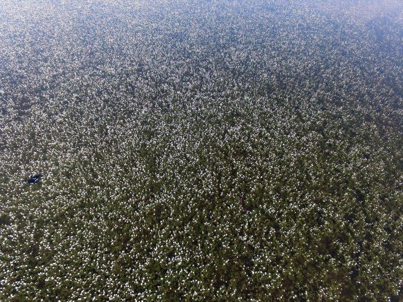 Kızılırmak Deltası'nda suda açan zehirli çiçekler 