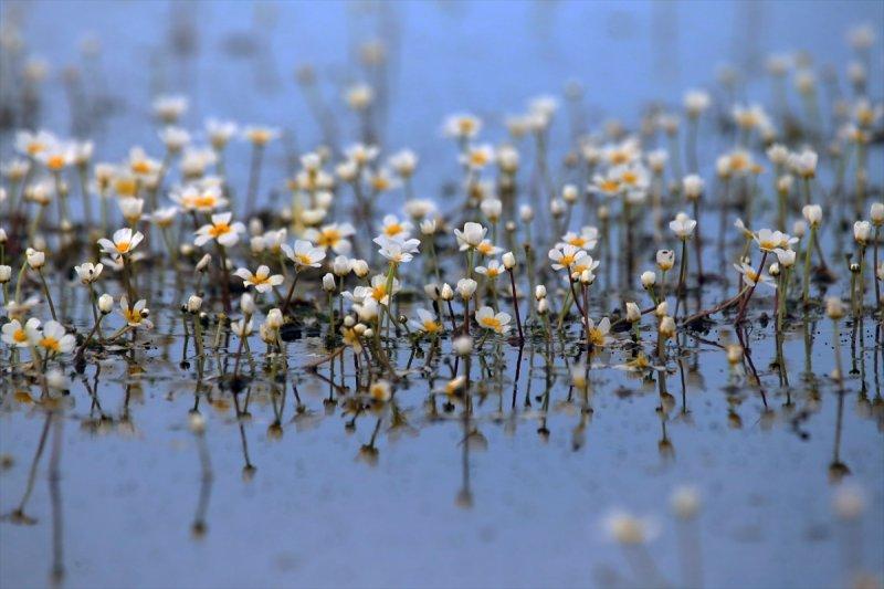 Kızılırmak Deltası'nda suda açan zehirli çiçekler 