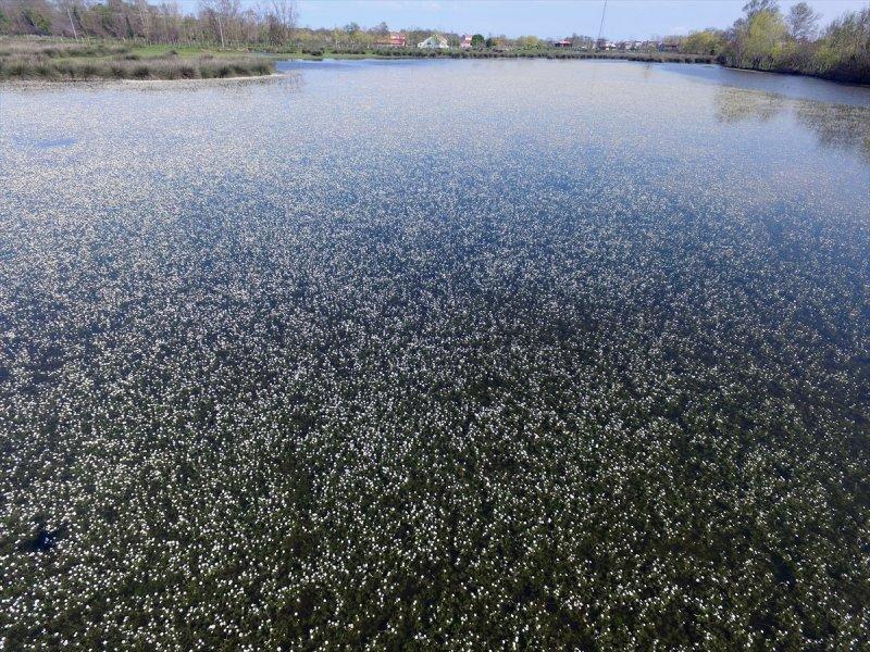 Kızılırmak Deltası'nda suda açan zehirli çiçekler 