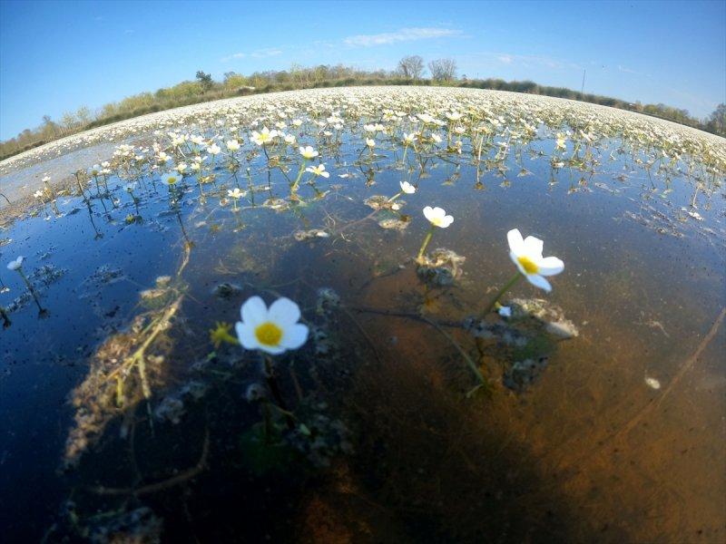 Kızılırmak Deltası'nda suda açan zehirli çiçekler 