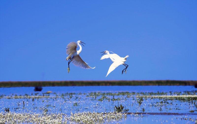 Kızılırmak Deltası, ilkbaharın gelişiyle göçmen kuşlarla süslendi