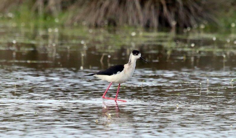 Kızılırmak Deltası, ilkbaharın gelişiyle göçmen kuşlarla süslendi