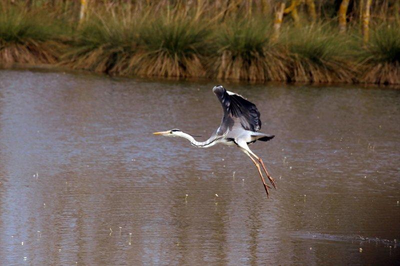 Kızılırmak Deltası, ilkbaharın gelişiyle göçmen kuşlarla süslendi