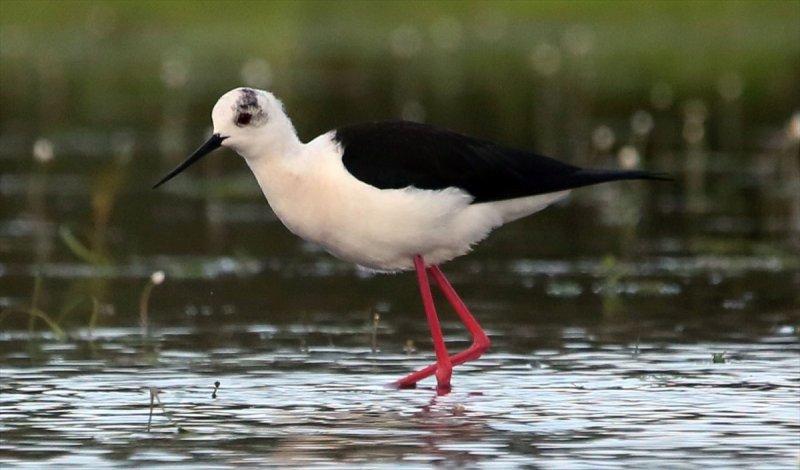 Kızılırmak Deltası, ilkbaharın gelişiyle göçmen kuşlarla süslendi
