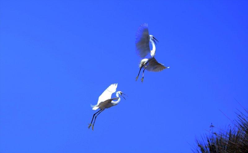 Kızılırmak Deltası, ilkbaharın gelişiyle göçmen kuşlarla süslendi
