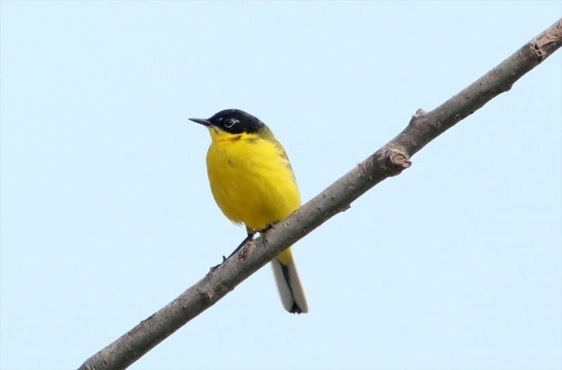 Kızılırmak Deltası, ilkbaharın gelişiyle göçmen kuşlarla süslendi