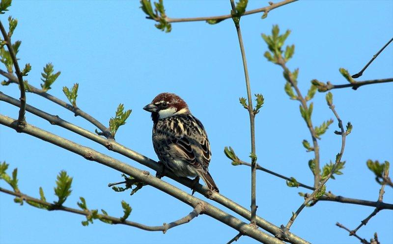 Kızılırmak Deltası, ilkbaharın gelişiyle göçmen kuşlarla süslendi
