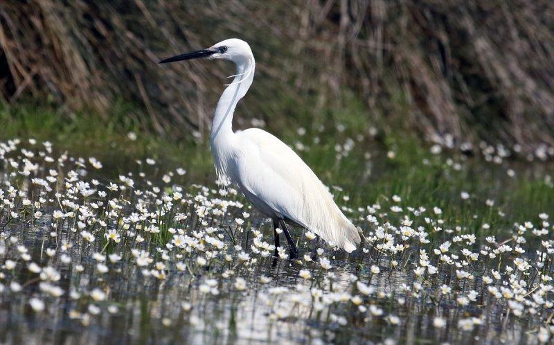 Kızılırmak Deltası, ilkbaharın gelişiyle göçmen kuşlarla süslendi