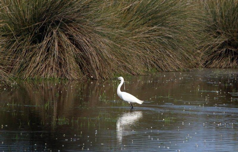 Kızılırmak Deltası, ilkbaharın gelişiyle göçmen kuşlarla süslendi