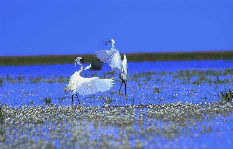 Kızılırmak Deltası, ilkbaharın gelişiyle göçmen kuşlarla süslendi