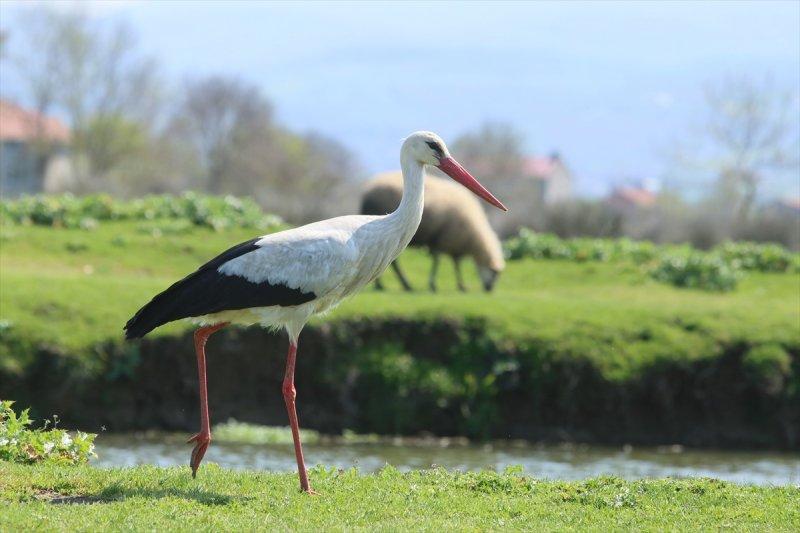 Kızılırmak Deltası, ilkbaharın gelişiyle göçmen kuşlarla süslendi
