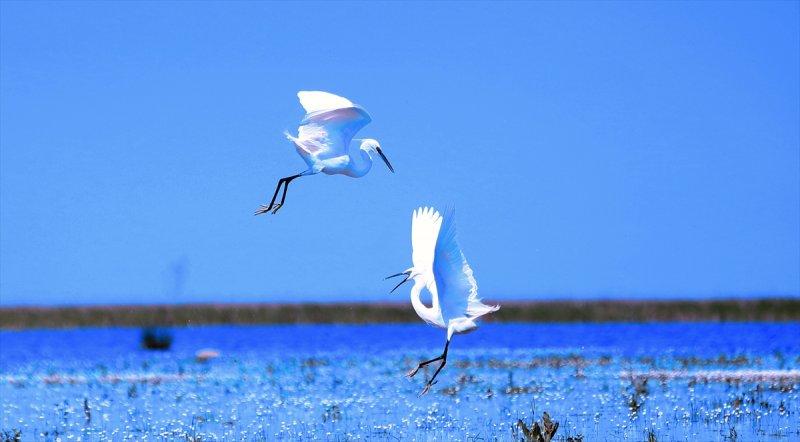 Kızılırmak Deltası, ilkbaharın gelişiyle göçmen kuşlarla süslendi