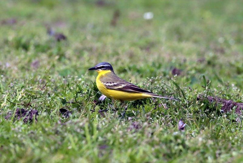 Kızılırmak Deltası, ilkbaharın gelişiyle göçmen kuşlarla süslendi