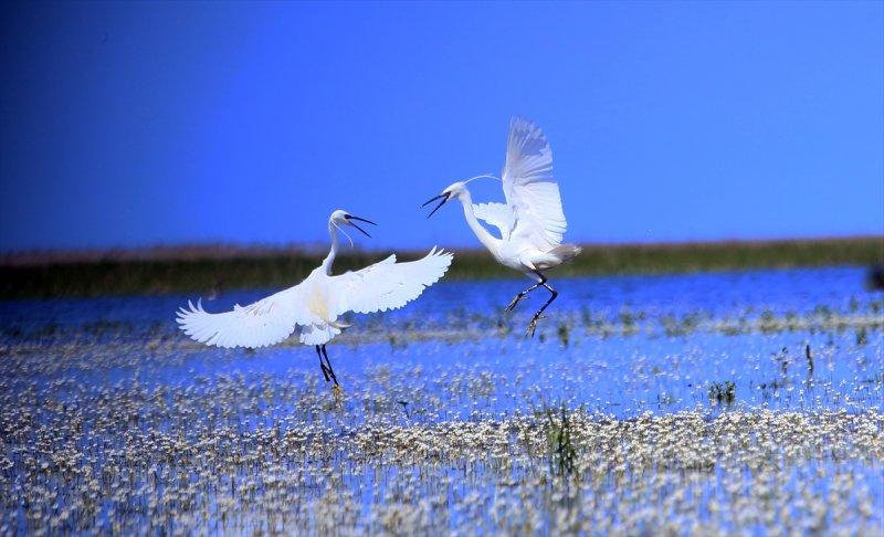 Kızılırmak Deltası, ilkbaharın gelişiyle göçmen kuşlarla süslendi