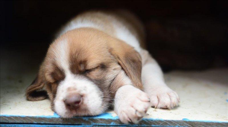 Bakımı kolay olan sevimli evcil hayvanlar